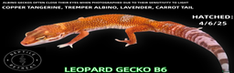 Leopard Gecko reptiles for sale: BABY LEOPARD GECKOS!! - Advert 11