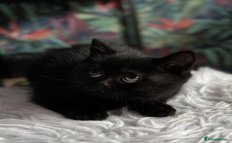 British Shorthair cats Last fluffy black BSH kitten!!  - Advert 2