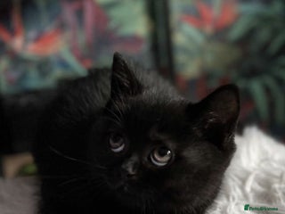 British Shorthair cats Last fluffy black BSH kitten!! - Advert 2