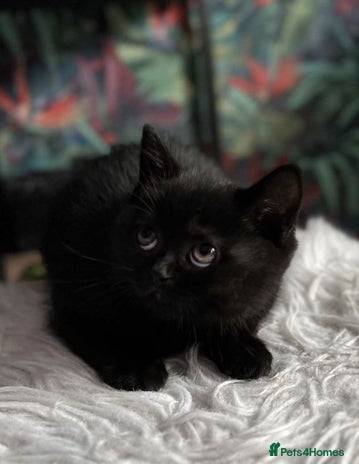 British Shorthair cats Last fluffy black BSH kitten!! - Advert 2