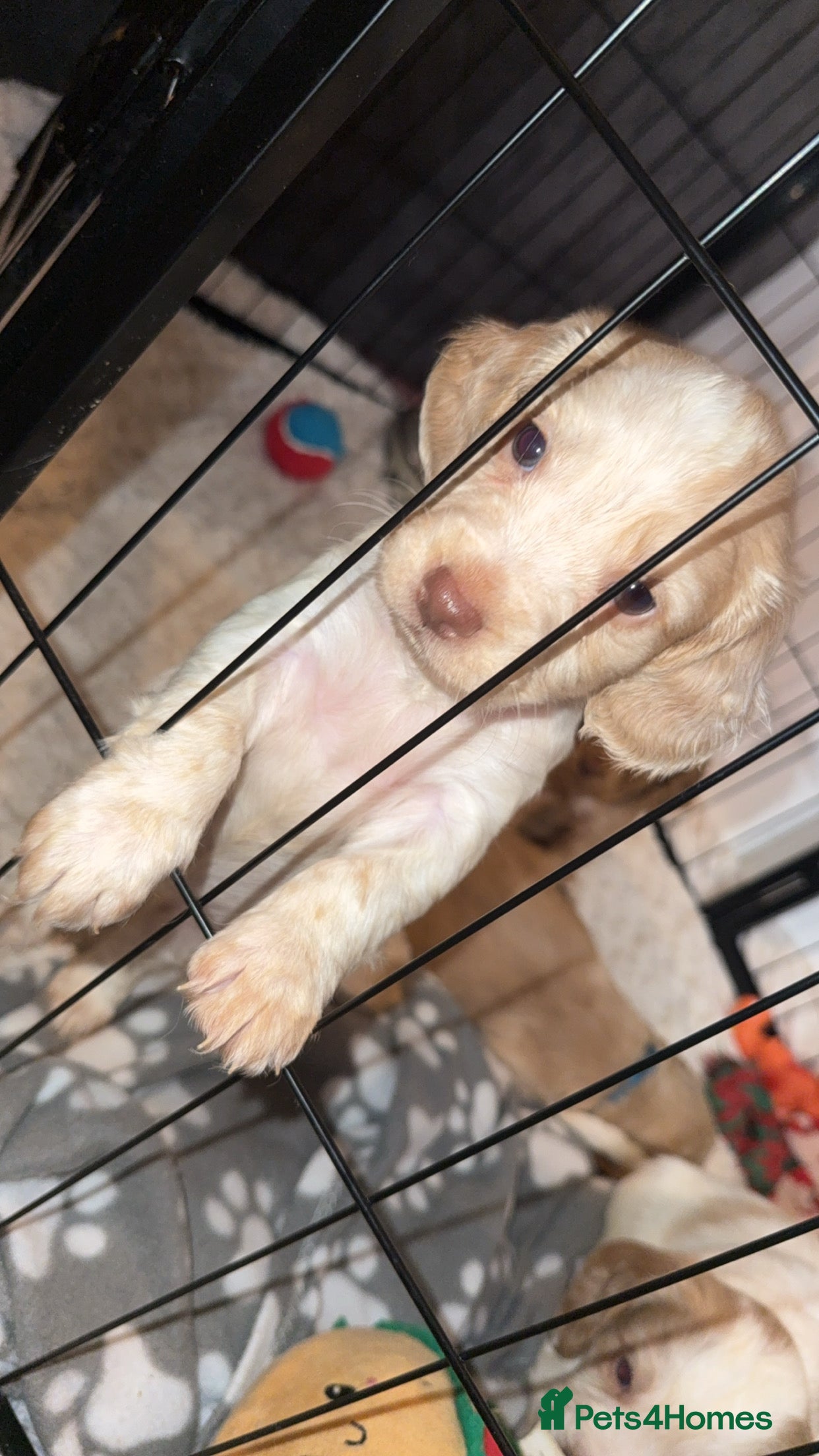 Cocker Spaniel dogs 7 beautiful cocker spaniel puppies 🩷💙 - Advert 3