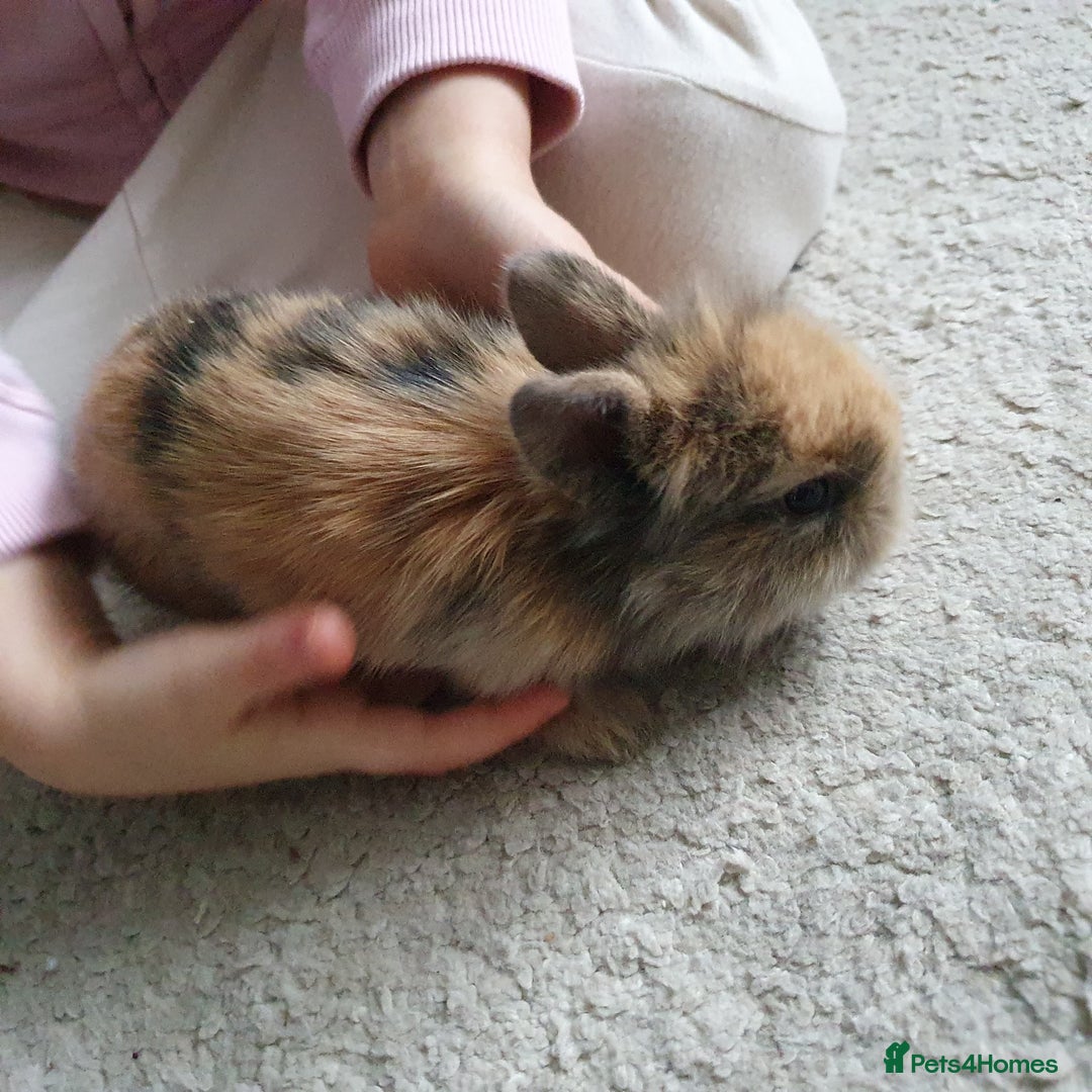 Lionhead rabbits for sale: Baby bunny's  - Advert 17