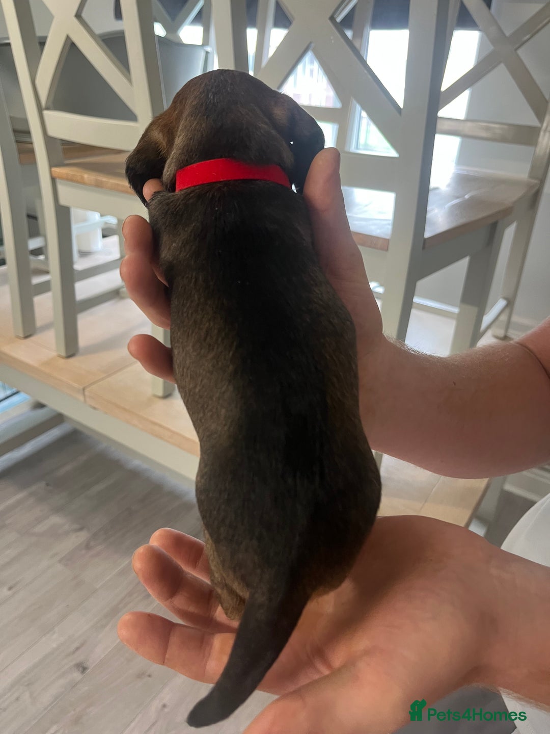 Mixed Breed dogs for sale: 8 beautiful dashaund X Jack Russel puppies  - Image 25