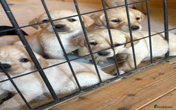 Labrador Retriever dogs for sale: Labradors - Image 4