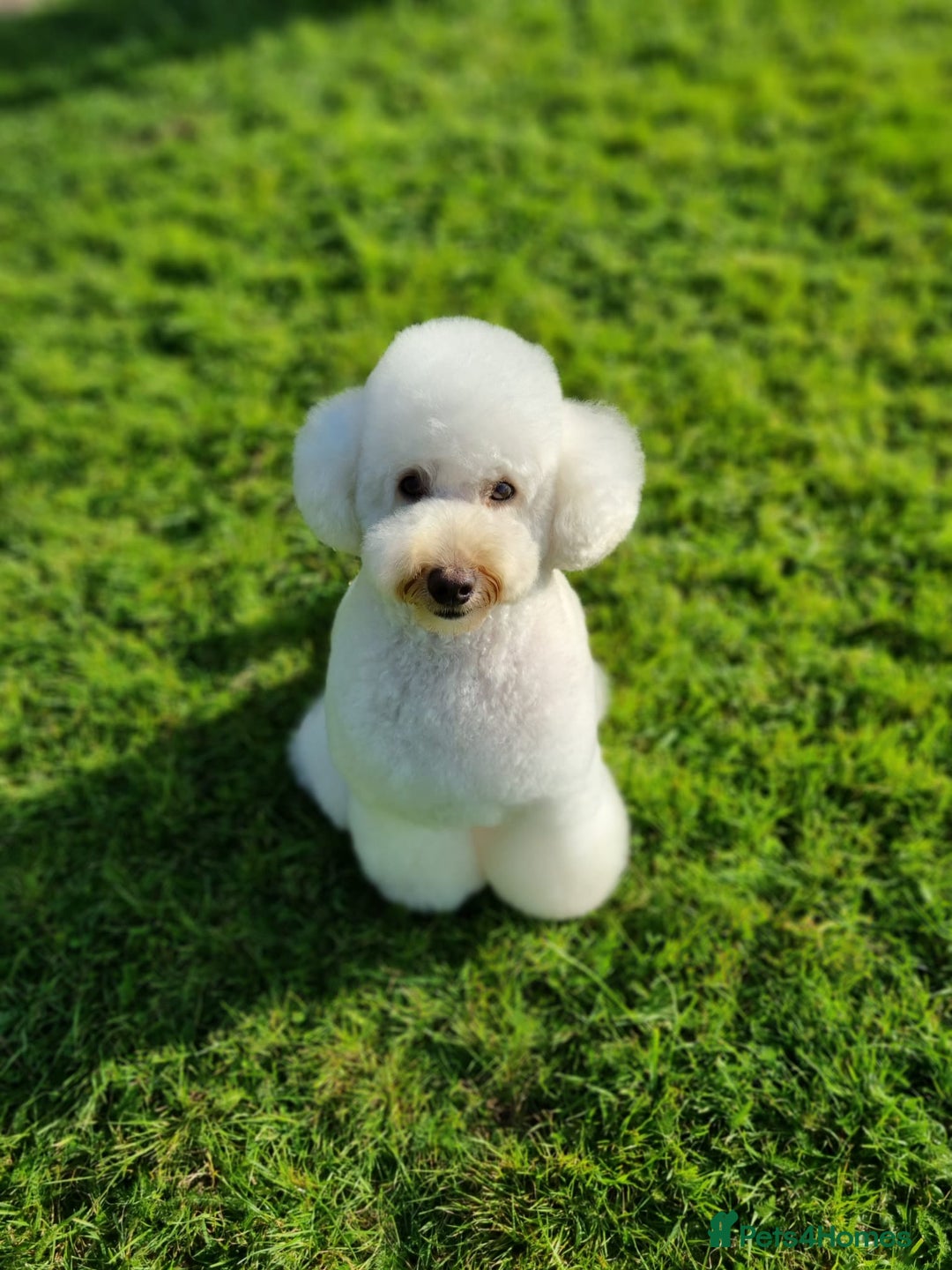 Miniature Poodle dogs for stud: STUD ONLY.   kC registered  in Shepton Mallet - Advert 4