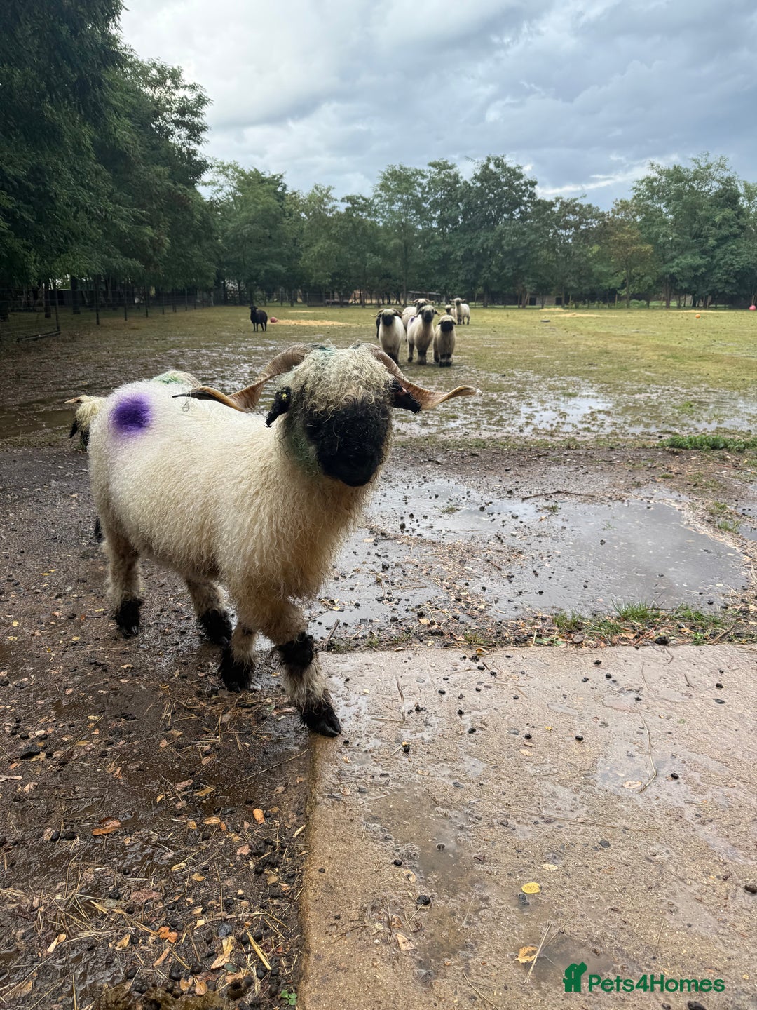 Sheep livestock for sale: Registered Valais Ewe’s  - Image 2