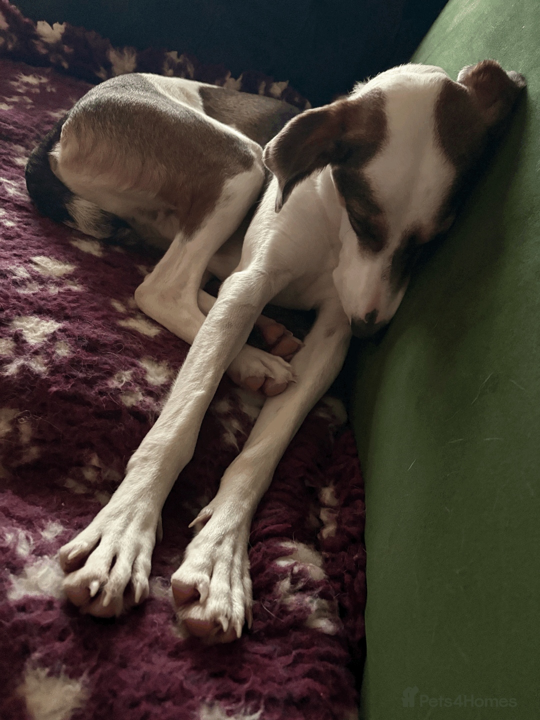 Mixed Breed dogs for sale: Sweet boy Hudson looking for his family  - Advert 11