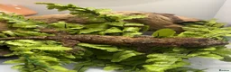 Gecko reptiles for sale: CB24 Mainland Chahoua geckos |  breeding pair  - Advert 6