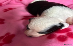 Sprollie dogs for sale: Sprollie puppies looking for  loving homes  - Image 7