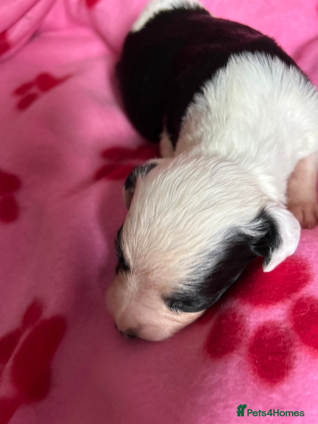 Sprollie dogs for sale: Sprollie puppies looking for  loving homes  - Image 7