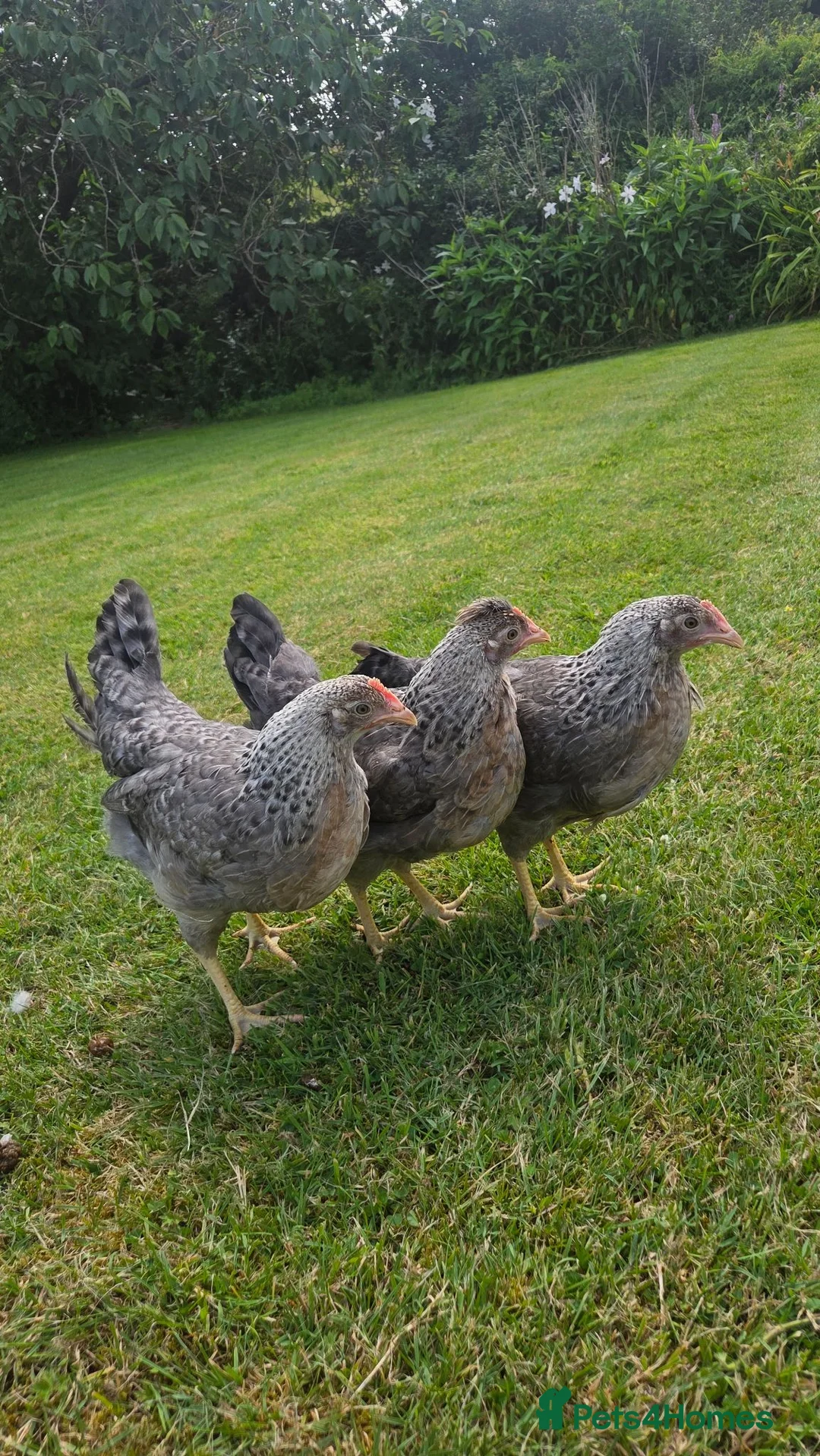 Chickens poultry for sale: 3 Cream legbar pullets - Advert 2