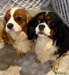 Dorothy and dijon