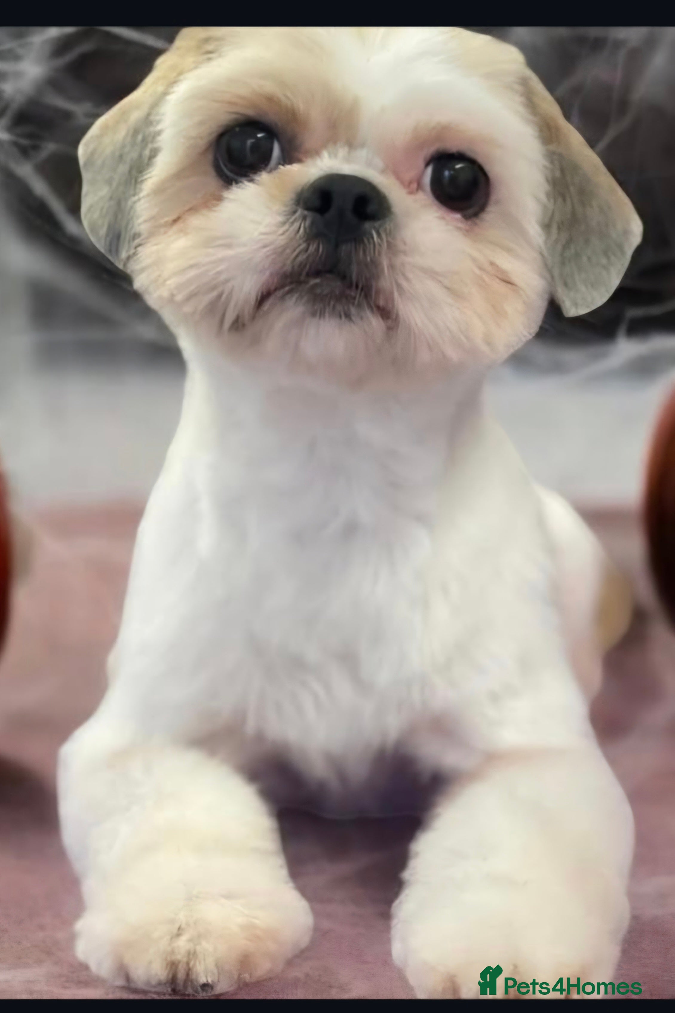 Shihpoo dogs Shihpoo puppies - Advert 9