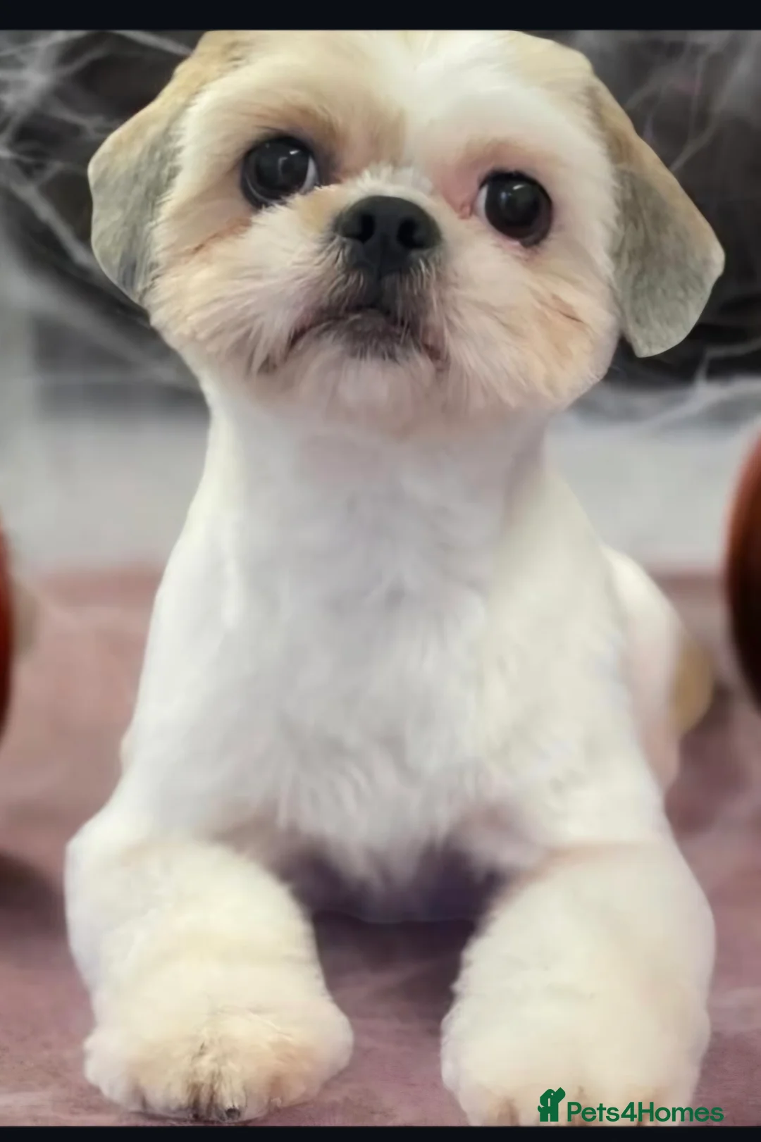 Shihpoo dogs for sale: Shihpoo puppies - Advert 2