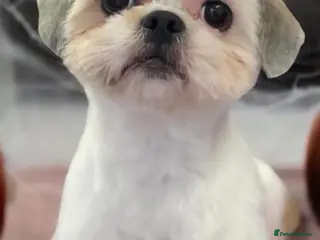 Shihpoo dogs Shihpoo puppies - Advert 7