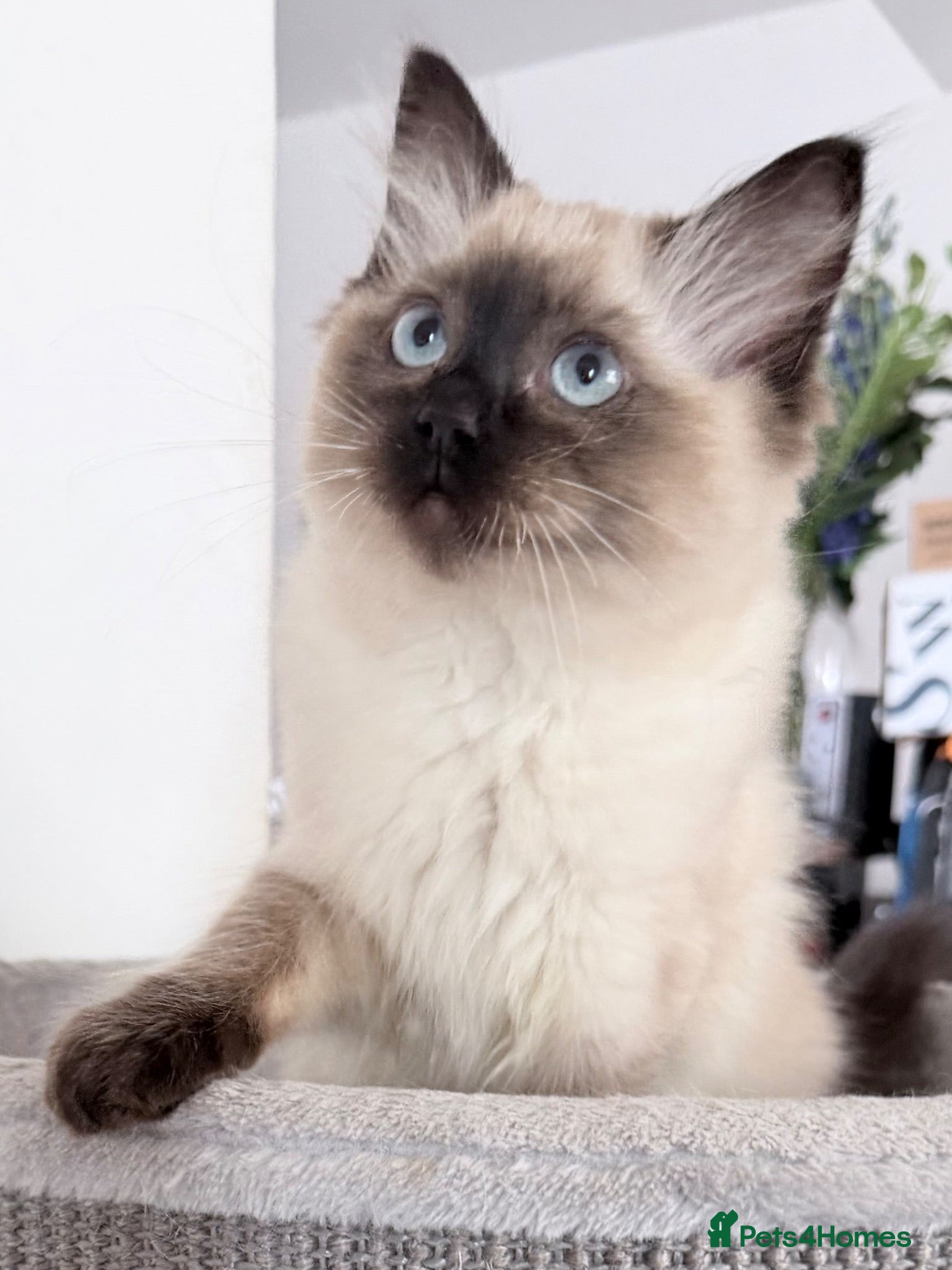 Ragdoll cats Ragdoll boy reduced must go soon make me an offer  - Advert 4