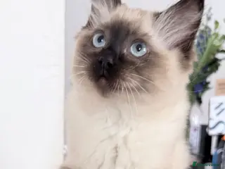 Ragdoll cats Ragdoll boy reduced must go soon make me an offer - Advert 4
