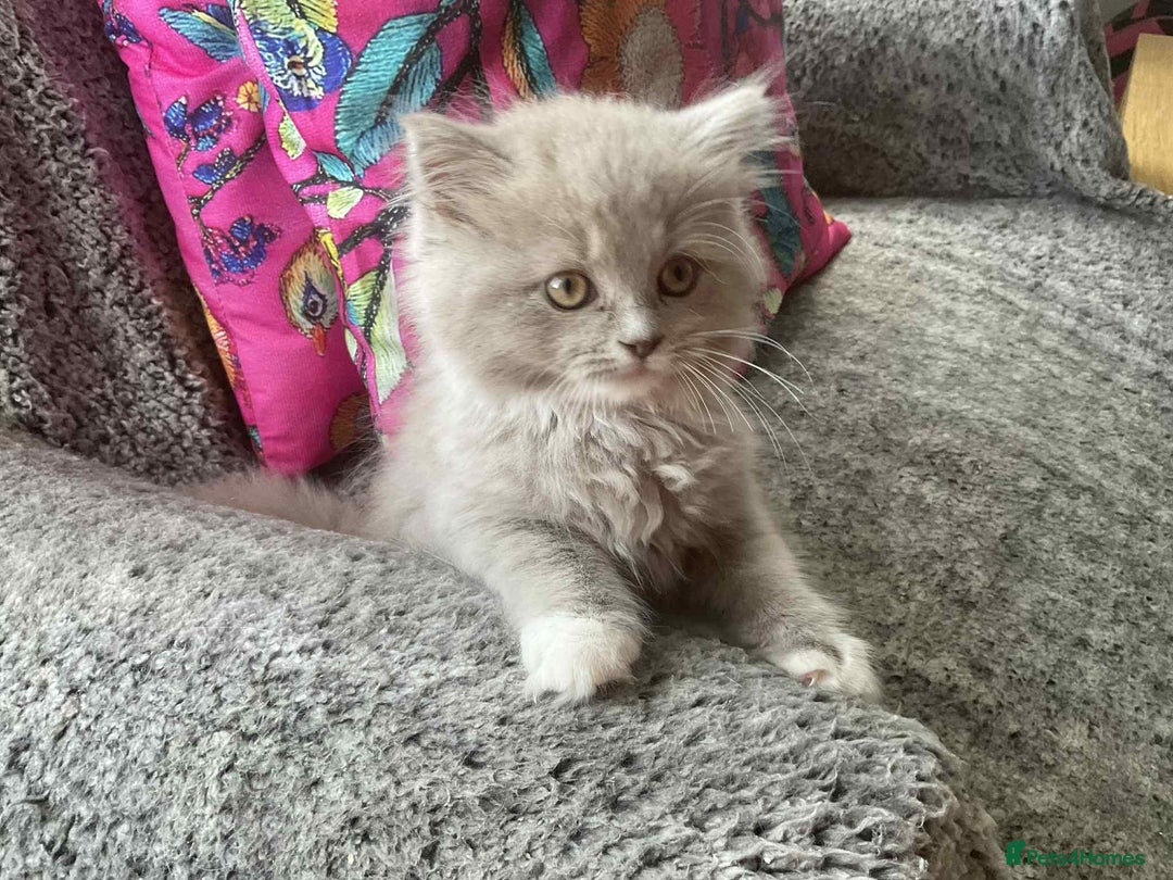 Ragdoll cats for sale: Beautiful Ragdoll Longhair kittens - Image 4