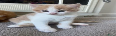 American Shorthair 1