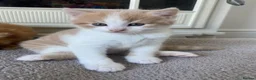 American Shorthair cats for sale: 2 Gorgeous boys - Advert 7