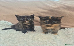 Mixed Breed cats for sale: Super friendly, fluffy kittens! 😻 - Image 33