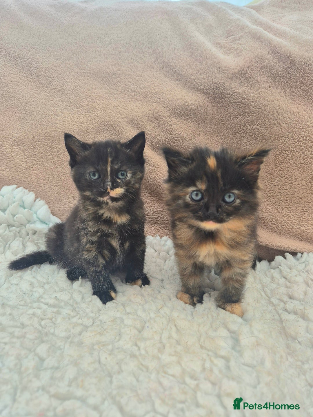 Mixed Breed cats for sale: Super friendly, fluffy kittens! 😻 - Image 33