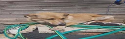 Golden Retriever dogs for adoption: 💛 HONEY — A Gentle Girl  - Advert 7