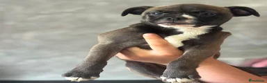 Mixed Breed 1