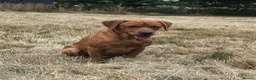 Labrador Retriever dogs for stud: KC Fox Red Labrador for Stud - Advert 3