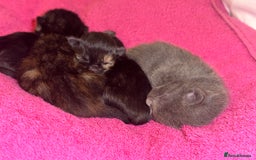 Mixed Breed cats for sale: 3 adorable mixed kittens – 2 females, 1 male - Image 6
