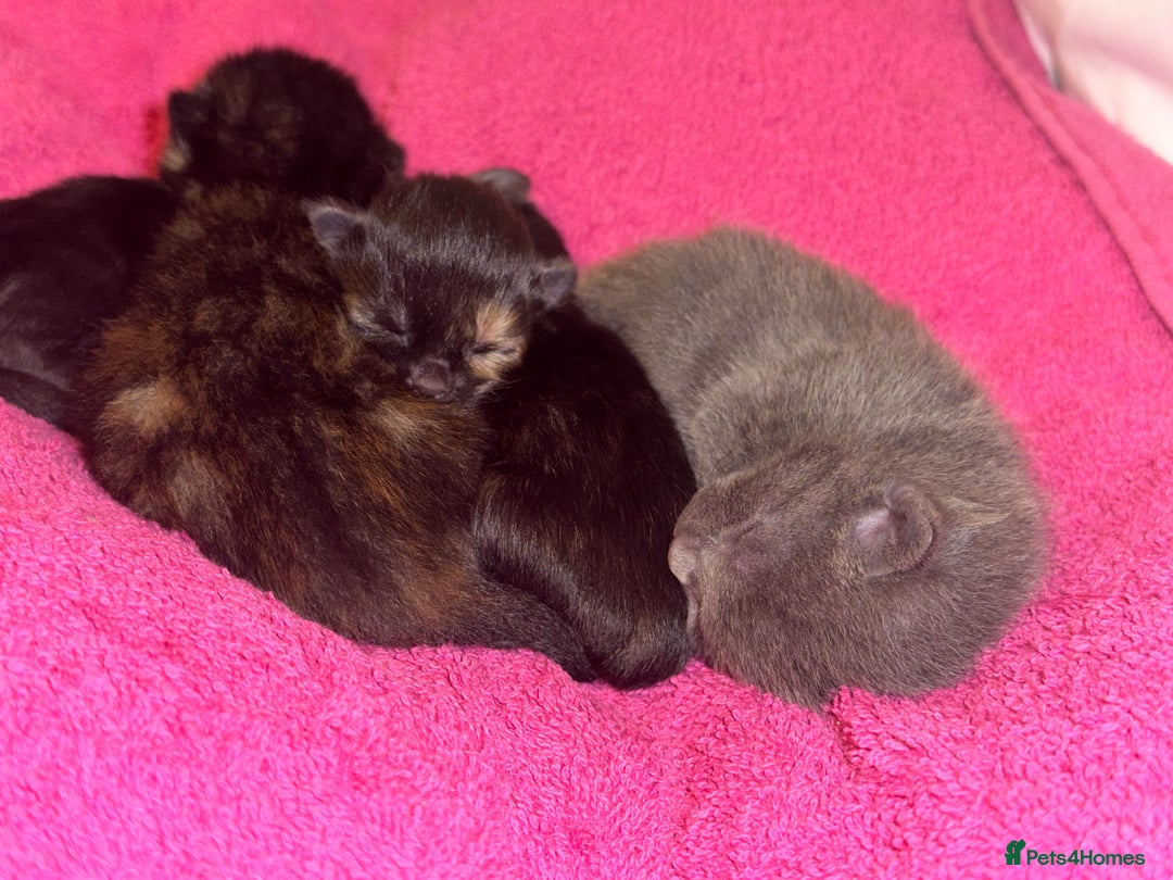 Mixed Breed cats for sale: 3 adorable mixed kittens – 2 females, 1 male - Image 6