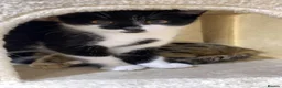 Domestic Shorthair cats for sale: Two female kittens for sale in Bradford - Advert 2