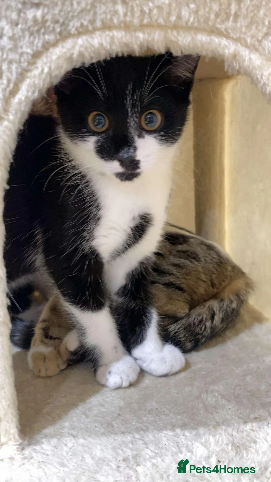 Domestic Shorthair cats for sale: Two female kittens for sale in Bradford - Advert 2
