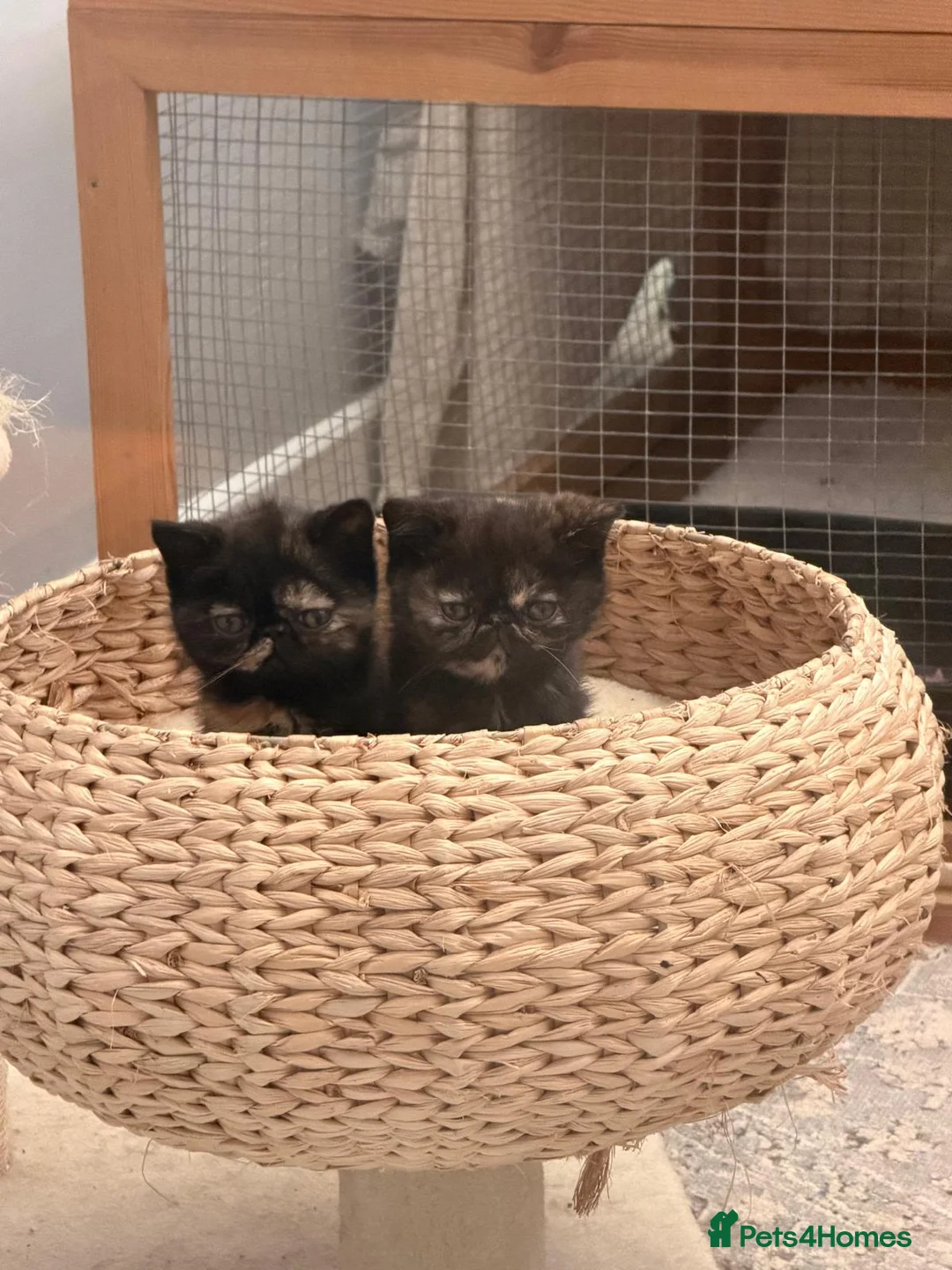 Exotic cats for sale: Cute GCCF registered tortie girl - Advert 5