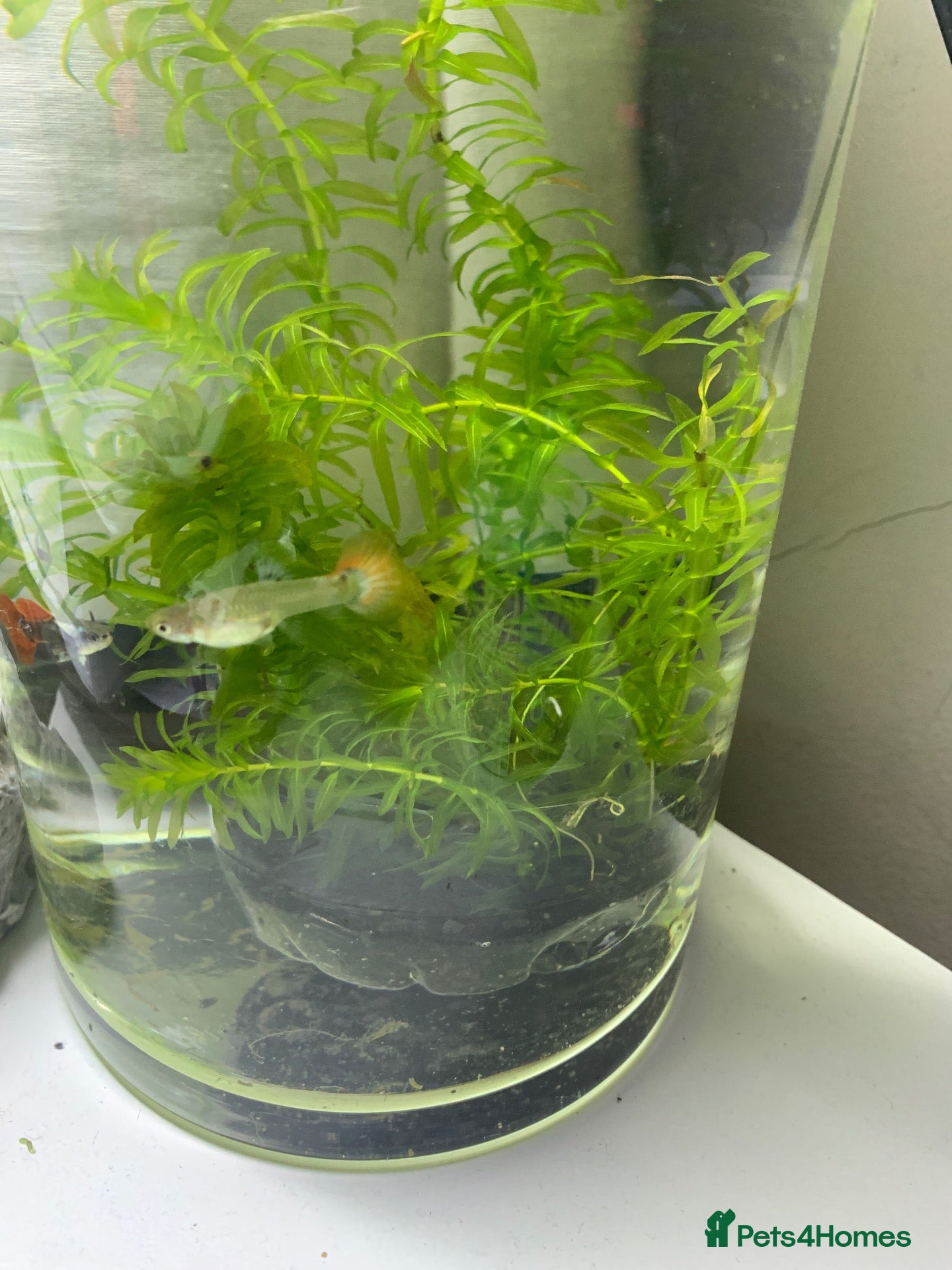 Live Bearers fish for sale: Pure strain of red platinum dumbo  - Advert 5