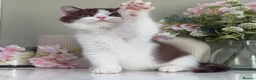 British Shorthair cats for sale: Gorgeous British Kittens - Advert 15