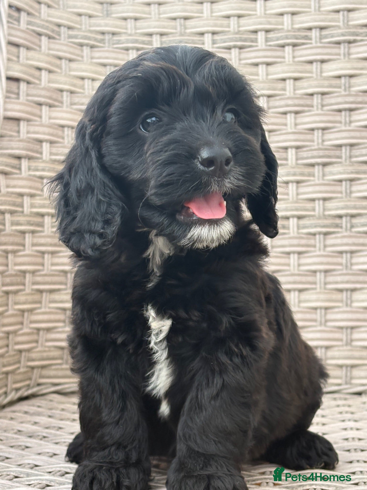 Cockapoo dogs PRA CLEAR F1 cockapoo puppies - Advert 2