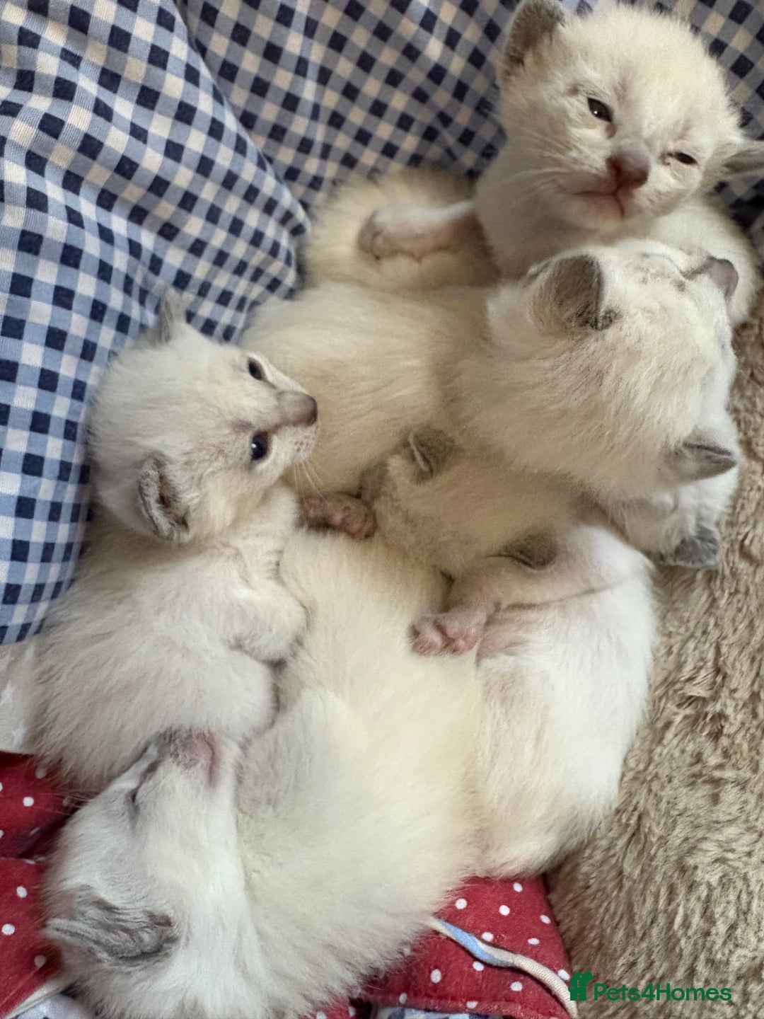 Siamese cats for sale: Traditional Siameses Only 2 available to reserve - Image 6