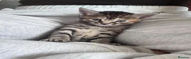 Miso