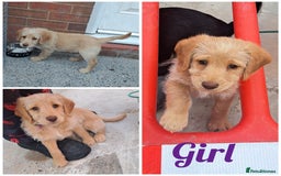 Labradoodle dogs for sale: Labradoodle puppies  - Image 12