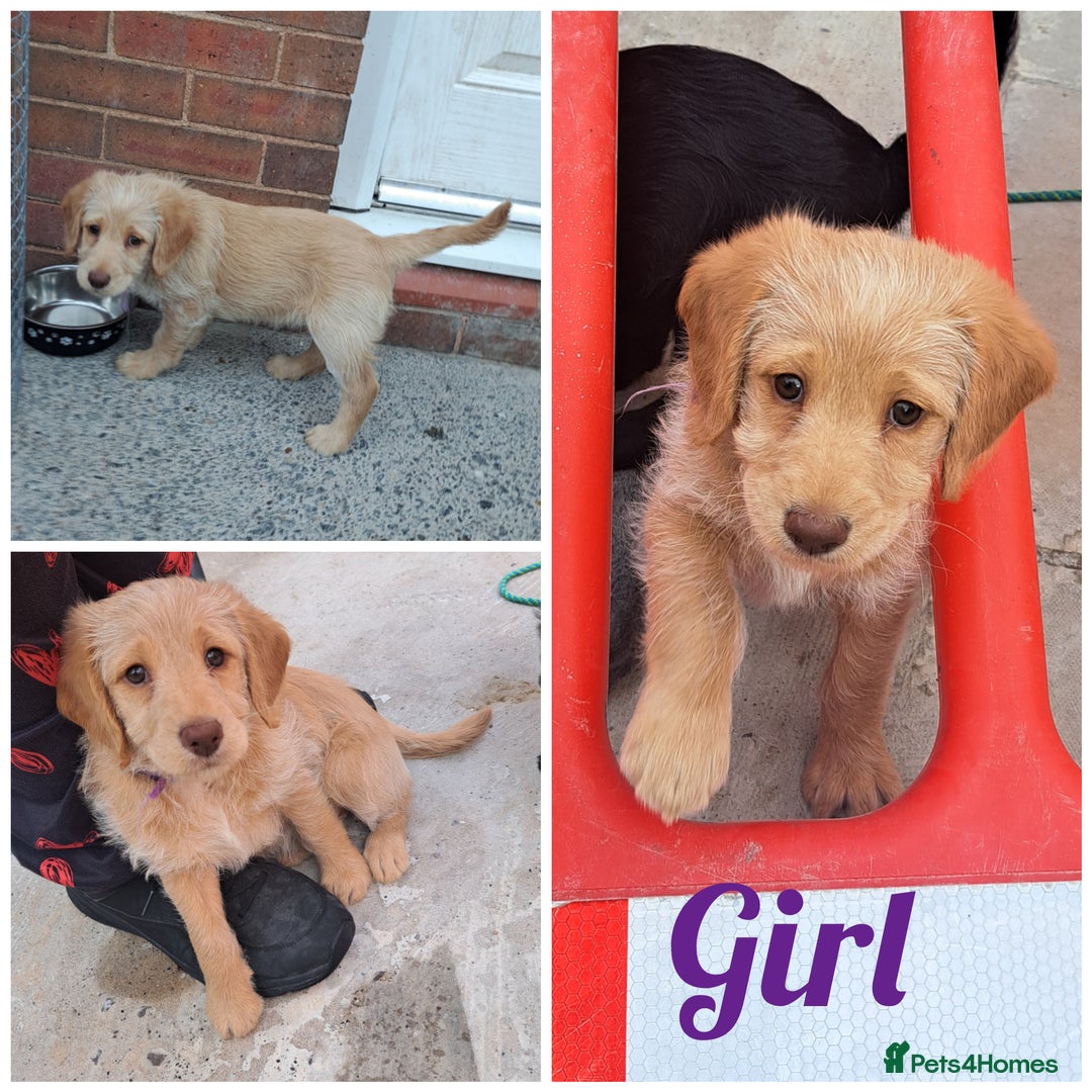 Labradoodle dogs for sale: Labradoodle puppies  - Image 12