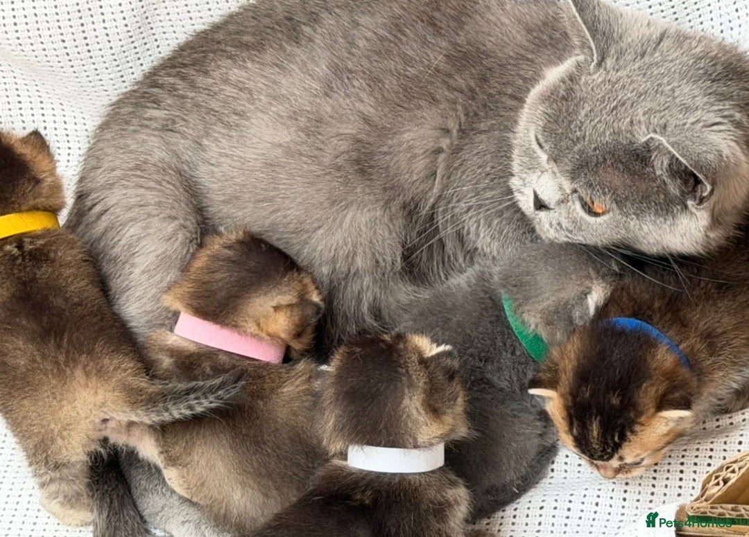 British Shorthair cats for sale: British shorthair Golden kittens TICA - Advert 15