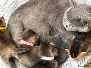 British Shorthair cats British shorthair Golden kittens TICA - Advert 4