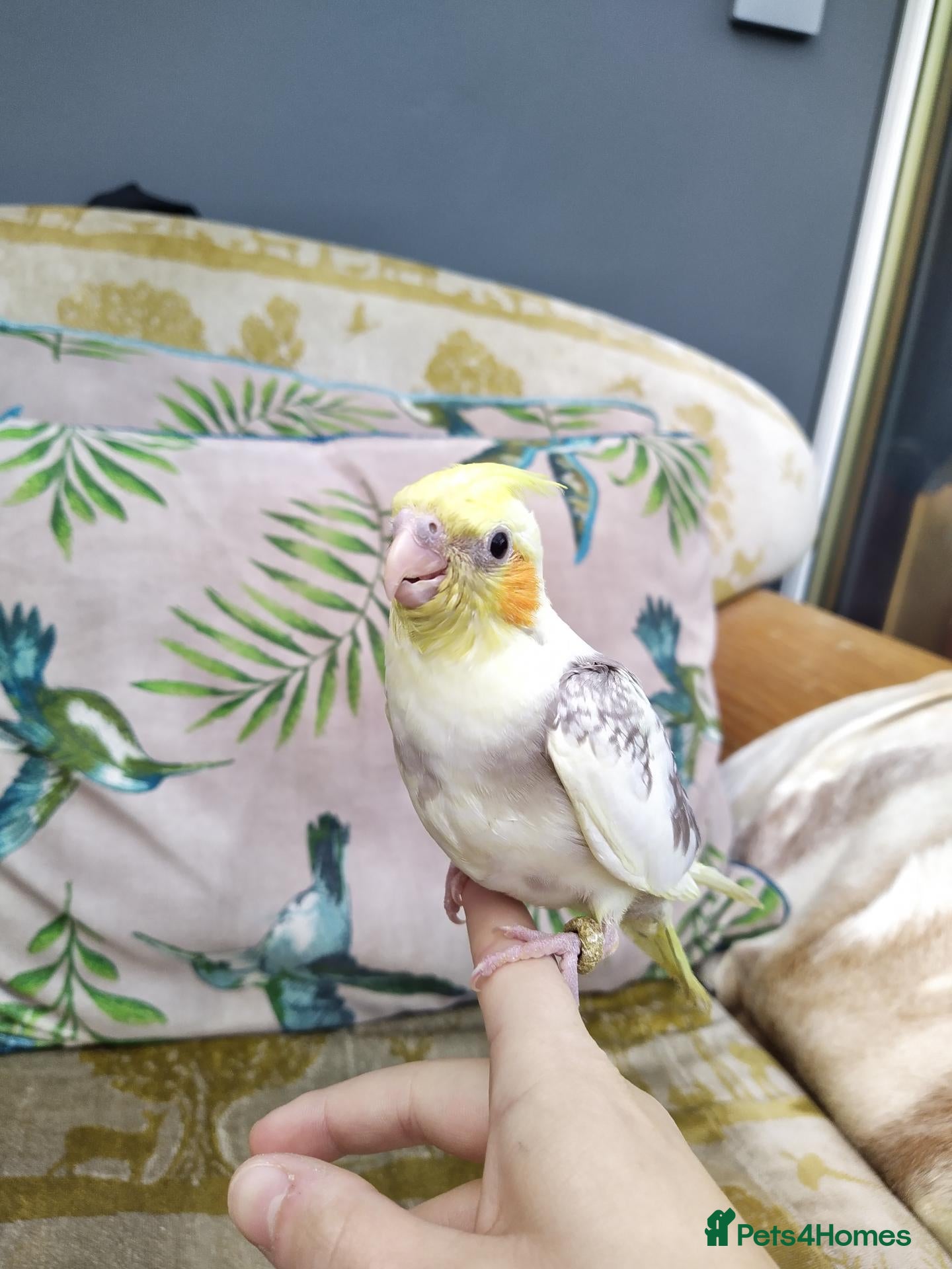 Cockatiels birds for sale: Hand tamed cockatiels parakeets DNA sexed male  - Advert 2