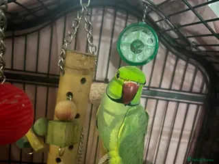 Ringnecks birds male indian ringneck parrot - Advert 11