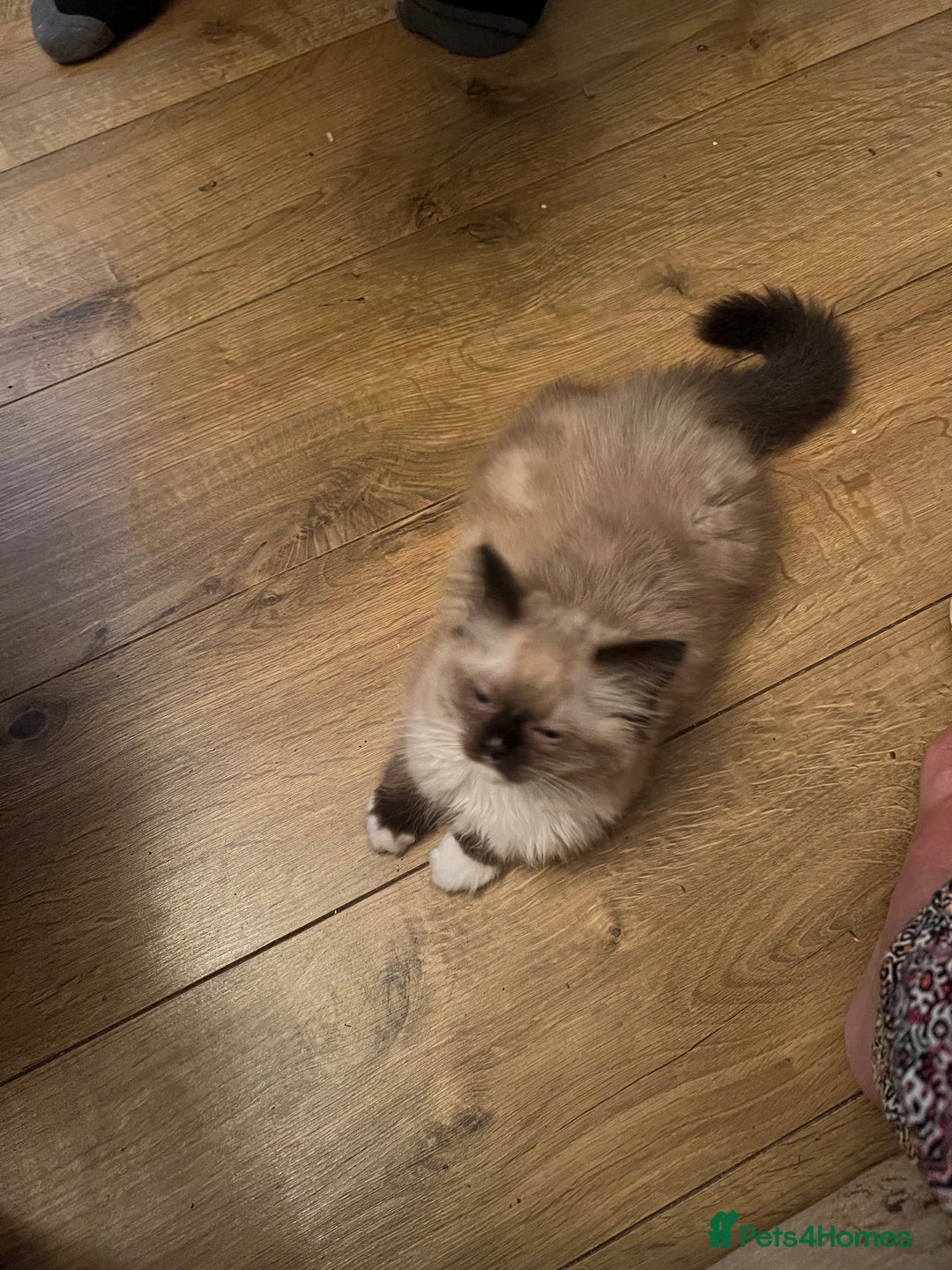 Ragdoll cats for sale: Beautiful Ragdoll kittens  - Image 8