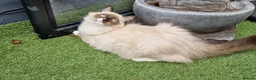 Ragdoll cats for sale: GCCF Registered Ragdoll Kittens  - Advert 15
