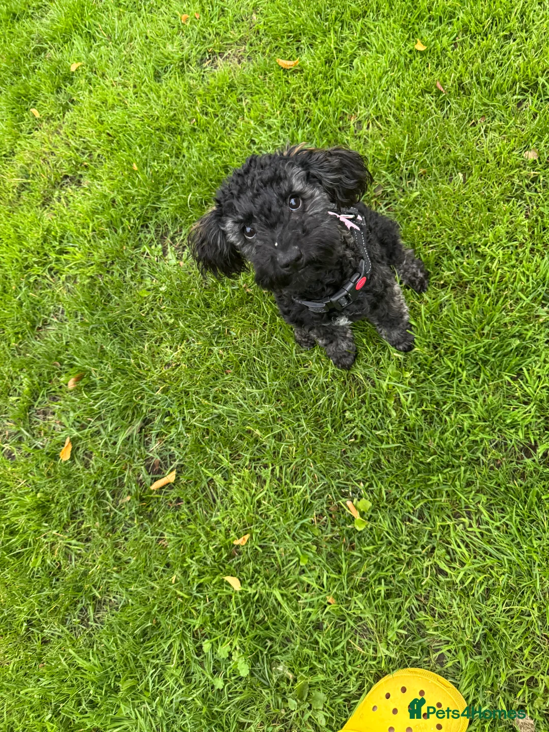 Mixed Breed dogs for sale: 1 year old female  - Advert 3