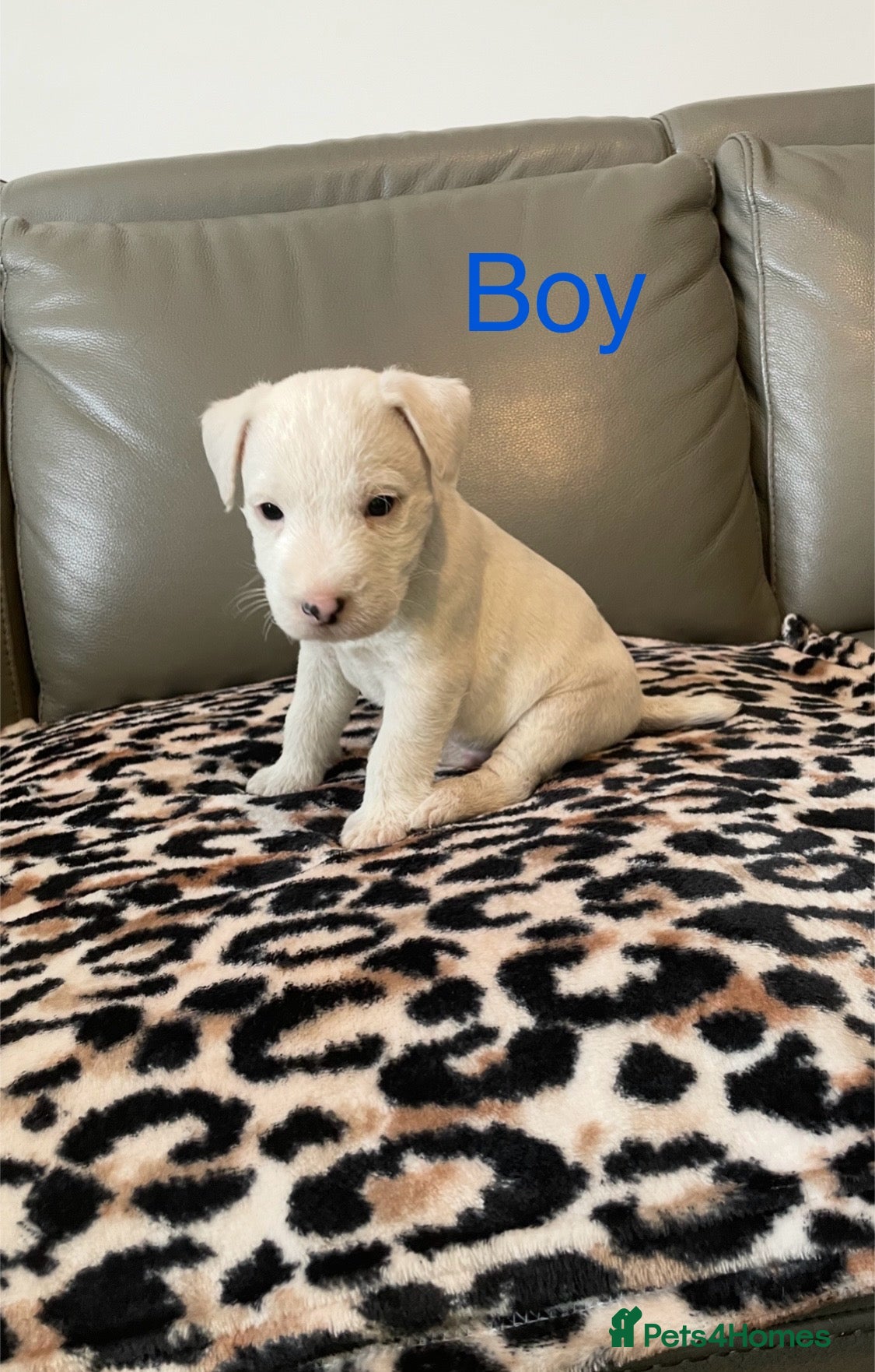 Parson Russell dogs Parson Russell pups  - Advert 2