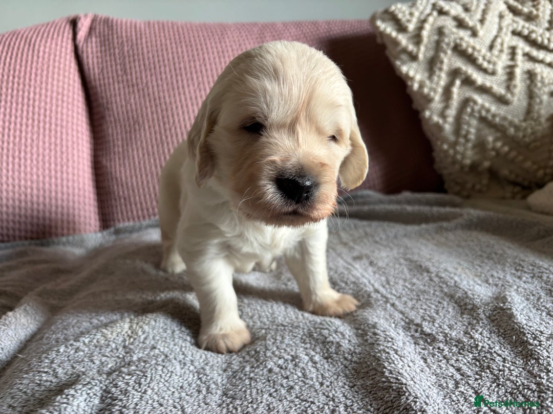Golden Retriever dogs for sale: 3 beautiful Golden Retriever puppies  - Image 10